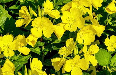 Evening Primrose