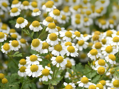 Feverfew