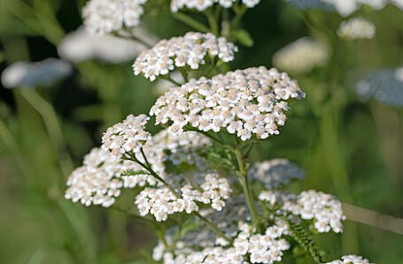 Yarrow