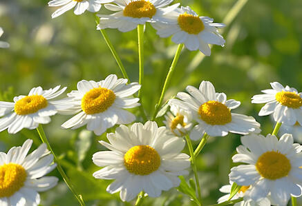 Chamomile
