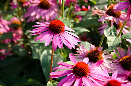 Echinacea