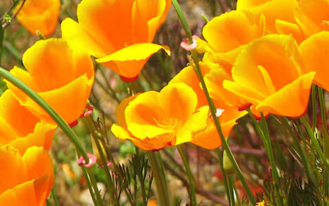 California Poppy
