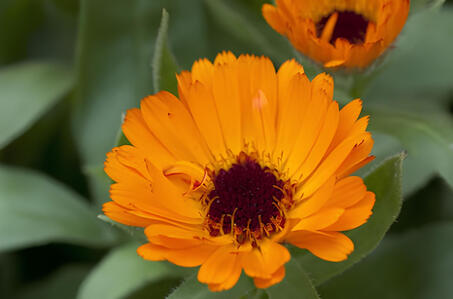 Calendula