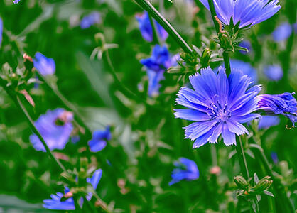 Chicory